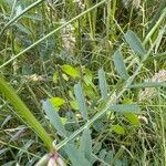 Vicia grandiflora पत्ता