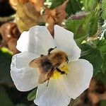 Cistus populifolius Blüte