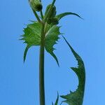 Sonchus oleraceus 整株植物