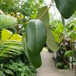 Feijoa sellowiana Leaf