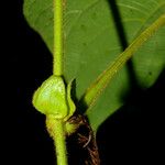 Dalechampia osana Bark