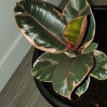 Ficus elastica Roxb. ex Hornem.Leaf