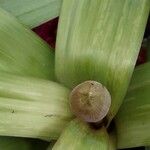 Allium giganteum Flor