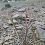 Trisetum spicatum Flower