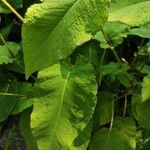 Persicaria amplexicaulis Leaf