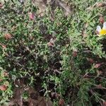 Helianthemum almeriense Квітка