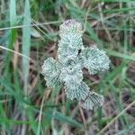 Marrubium vulgare Leaf