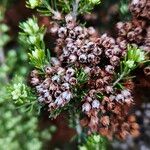 Erica arborea Plod