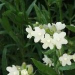Anchusa ochroleuca फूल