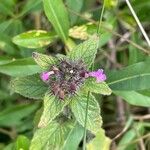 Clinopodium vulgare Hoja