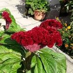 Celosia argentea Plante entière