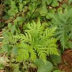 Doryopteris concolor Leaf
