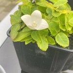 Platycodon grandiflorus Flower