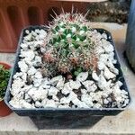 Mammillaria voburnensis 葉