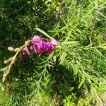 Polygala virgata Flower