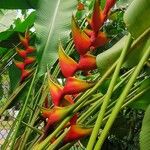 Heliconia bihai Flor