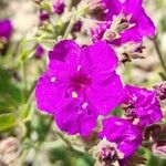 Mirabilis bracteosa