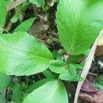 Kalanchoe pinnataFoglia