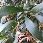 Acacia melanoxylon 葉