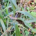 Setaria vulpiseta Leaf