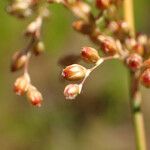 Juncus usitatus Fruitua