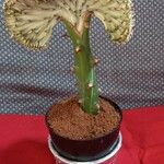 Opuntia monacantha List