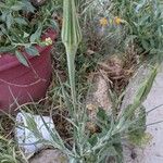 Tragopogon dubiusFlower