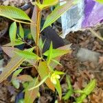 Ludwigia erecta 葉