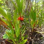 Ernodea littoralis Fruto