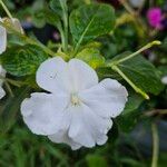 Impatiens flaccida Flor