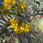 Sophora macrocarpa