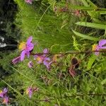 Clappertonia ficifolia Blüte