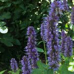 Agastache rugosa Outro