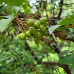 Viburnum prunifolium Плод