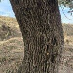 Quercus rotundifolia Bark