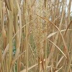 Miscanthus sinensis Leaf