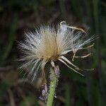 Krigia dandelion Плод