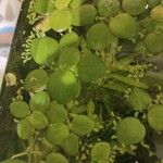 Hydrocharis laevigata Blatt
