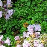 Thymus praecox Flower