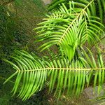 Cephalotaxus fortunei Leaf