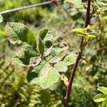 Rosa mollis Leaf