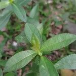 Alternanthera philoxeroides 葉