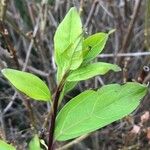 Forsythia viridissima Leaf