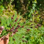 Vernonia noveboracensis Flower