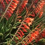 Watsonia pillansii Flor