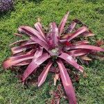 Neoregelia farinosa Fuelha