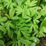 Corydalis intermedia Листок