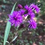 Vernonia noveboracensisKukka