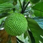 Artocarpus altilis 果