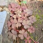 Oxalis corniculataЛист